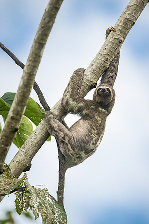 Three-toed_sloth_Peru_2023_1