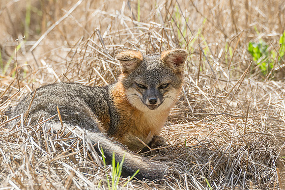 Island_fox_CINP_2015_8