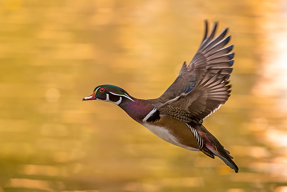 Wood_duck_Pueblo_2021_1