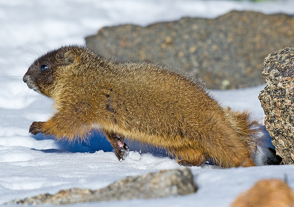 Marmot_baby_13