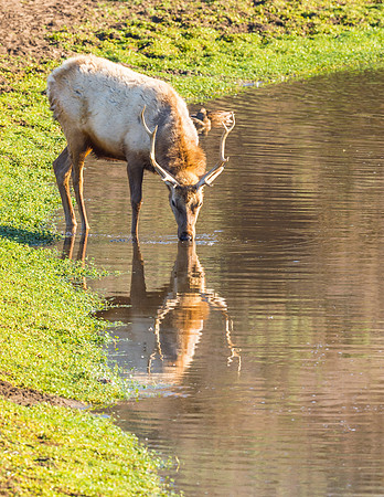 Elk_Tule_PRNS_2015_9