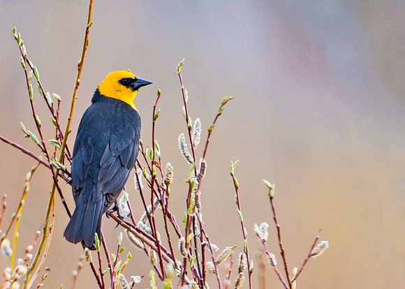 Yellow-headed_blackbird_4
