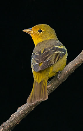 Western_Tanager_2