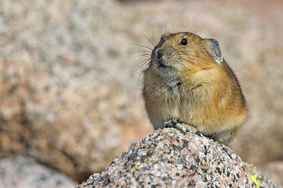Pika_6