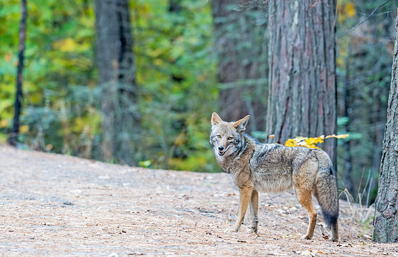 Coyote_Yosemite_2015_1