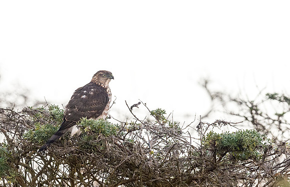 Harrier_Point_Reyes_2015_1