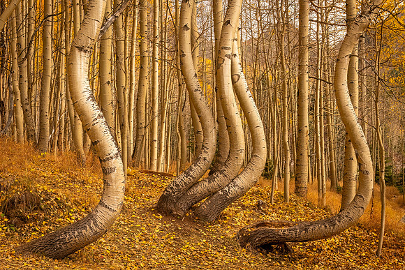 Dancing_Hidden_Trees_2024_1