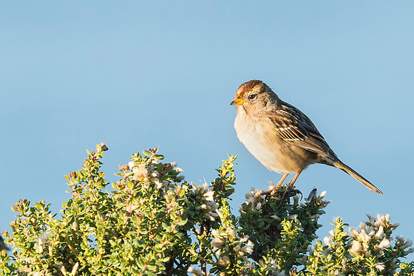 Little_brown_sparrow_PRNS_2015_1