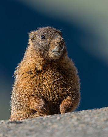Marmot_9