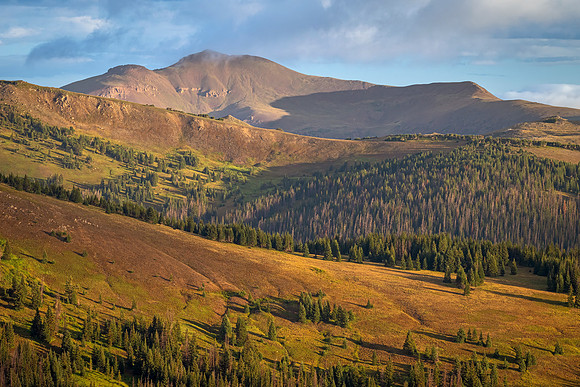 Tree_Line_RMNP_2026_1