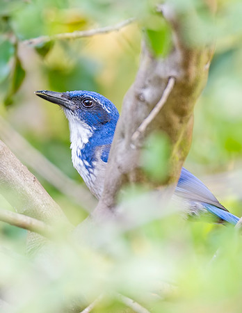 Island_Scrub_Jay_2015_1