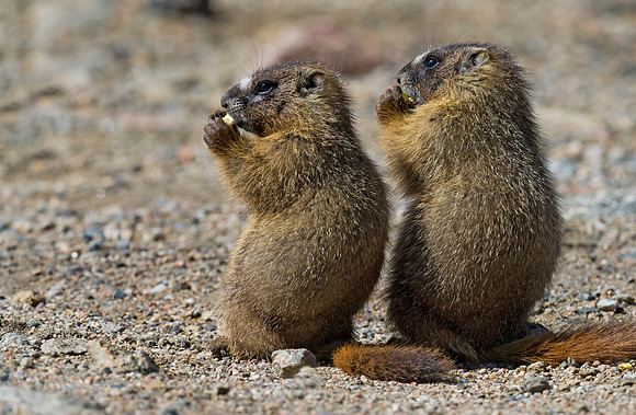 Marmot_babies_11