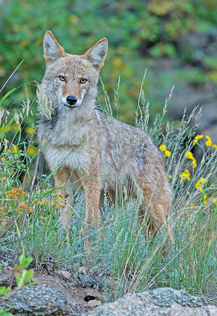Coyote_5