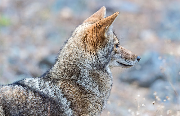 Coyote_Yosemite_2015_2