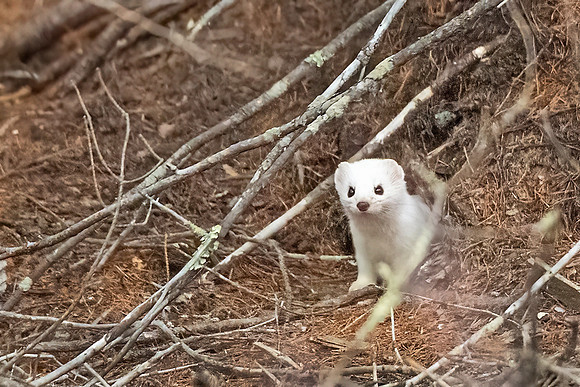 Ermine_SZB_2024_1