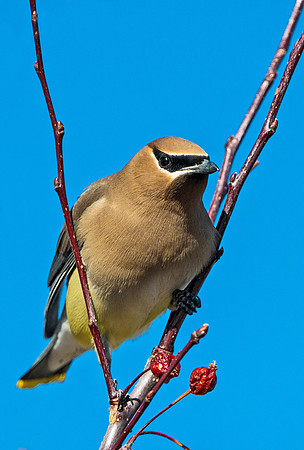 Cedar_waxwing_7