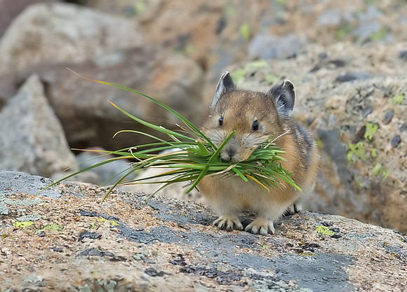 Pika_3