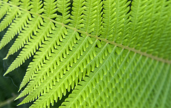 Fern_1