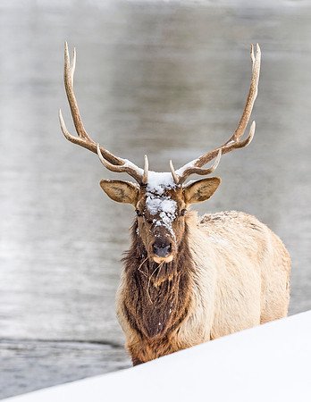 Elk_YNP_2016_1