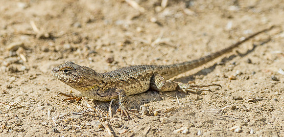 Fence_lizard_Malibu_2015_1