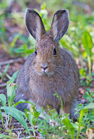 Snowshoe_hare_2