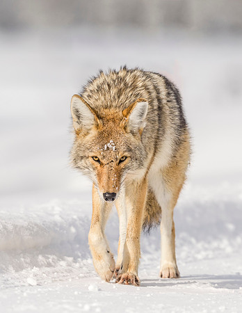 Coyote_YNP_2016_1