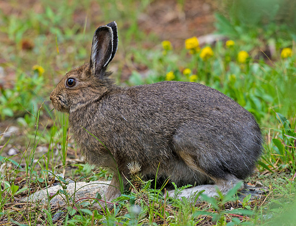 Snowshoe_hare_1