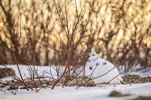 Willow_ptarmigan_CH_2024_6