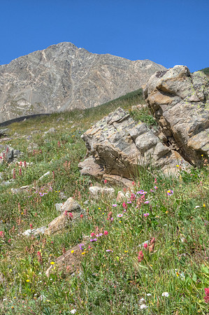 Wildflowers and Torreys Peak