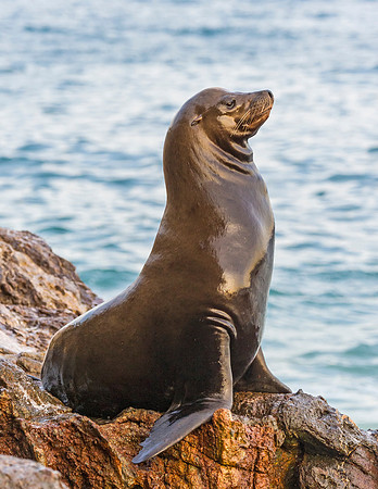 California_Sea_Lion_Malibu_2015_11