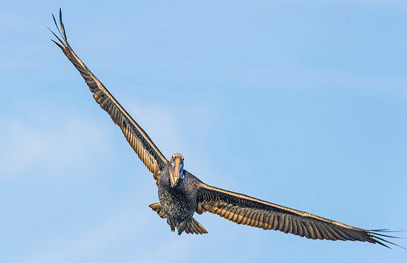 Brown_pelican_CINP_2015_2