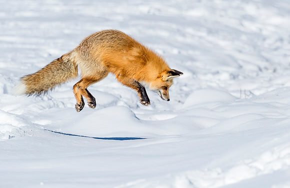 Red_fox_YNP_2016_2