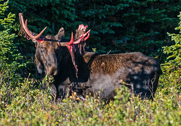 Moose_19