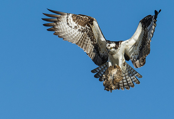 Osprey_69
