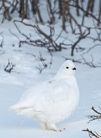 White-tailed_ptarmigan_38