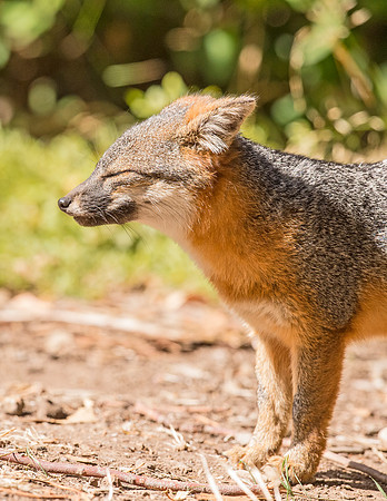 Island_fox_CINP_2015_7