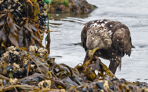 Bald_Eagle_DH_3