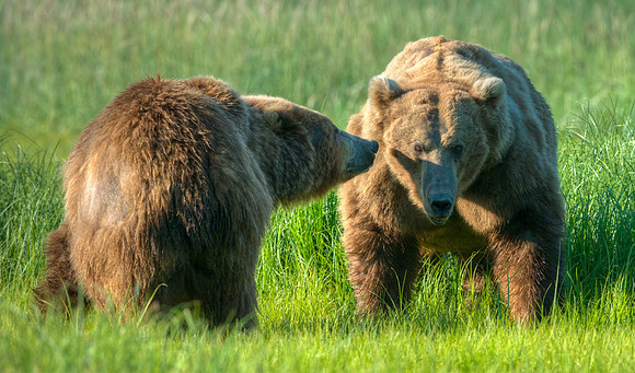 Brown_Bear_Meadow_Sniff_1