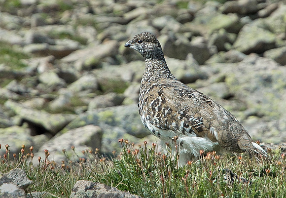 Ptarmigan_11