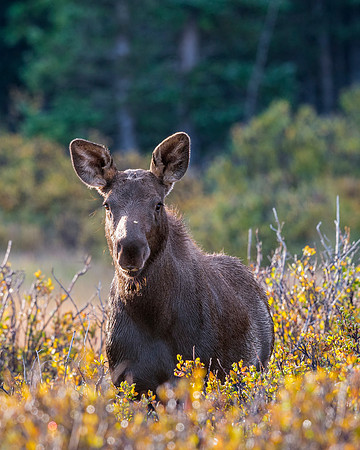 Moose_calf_Brainard_Lake_1
