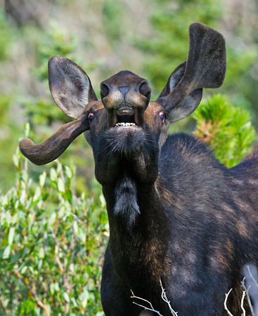 Moose_17