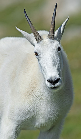 Mountain_goat_24