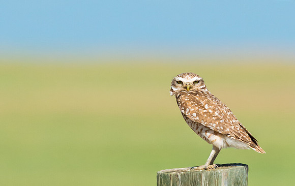 Burrowing_owl_30