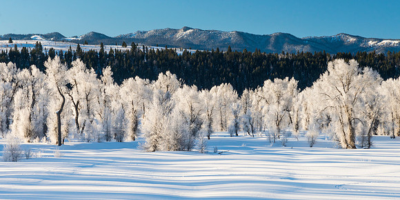 Hoar_Frost_Landscape