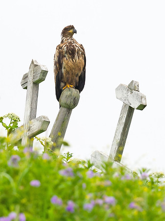 Bald_Eagle_DH_6