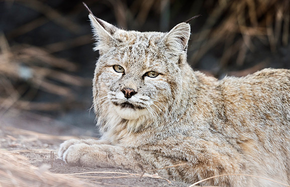 Bobcat_Yosemite_2016_1