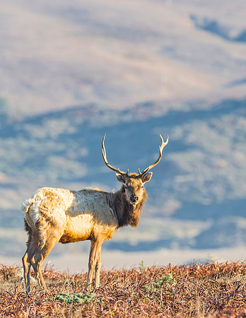 Elk_Tule_PRNS_2015_4