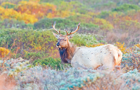 Elk_Tule_2015_1