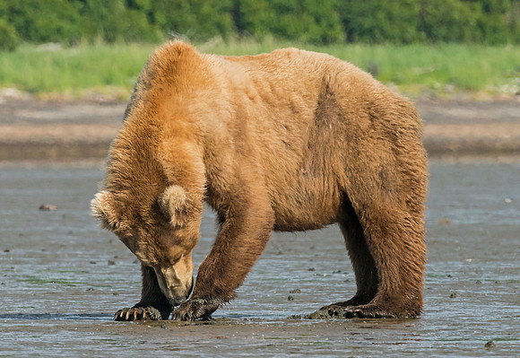 Brown_bear_clamming_6