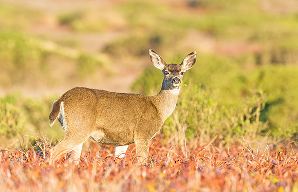 Black-tailed_deer_doe_Point_Reyes_2015_1